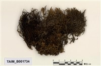 藏品(溫帶光萼蘚)的圖片